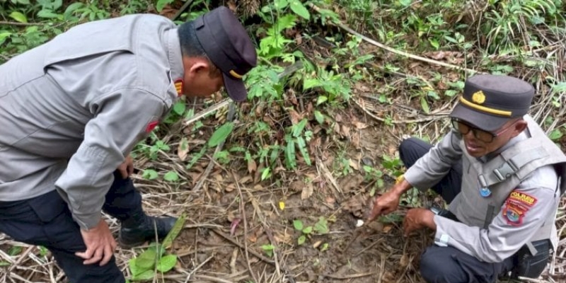 Jejak Harimau di Halaman RSUD M Tohir