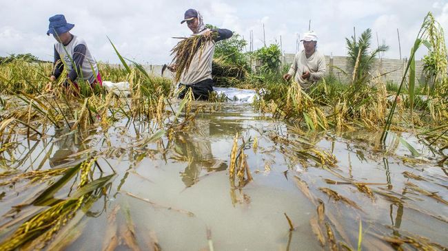 Gagal Panen Akibat Banjir, Pemprov Jatim Siapkan Anggaran Rp500 Juta