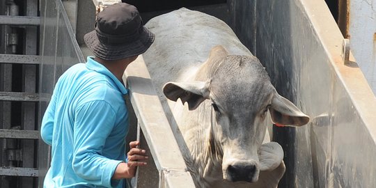 Pakar Ekonomi UM Surabaya Beri Tanggapan Soal Rencana Pemerintah Impor Sapi