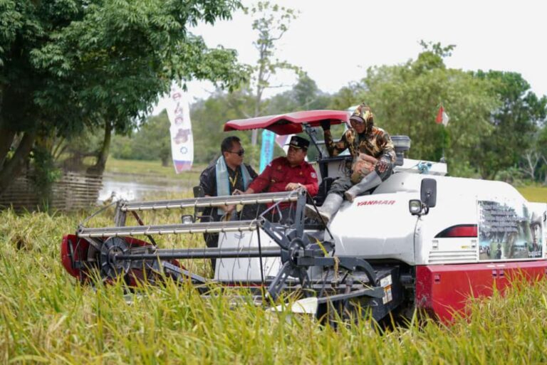 Panen di Banyuasin, Gabah Petani Dibeli Bulog Rp65.00