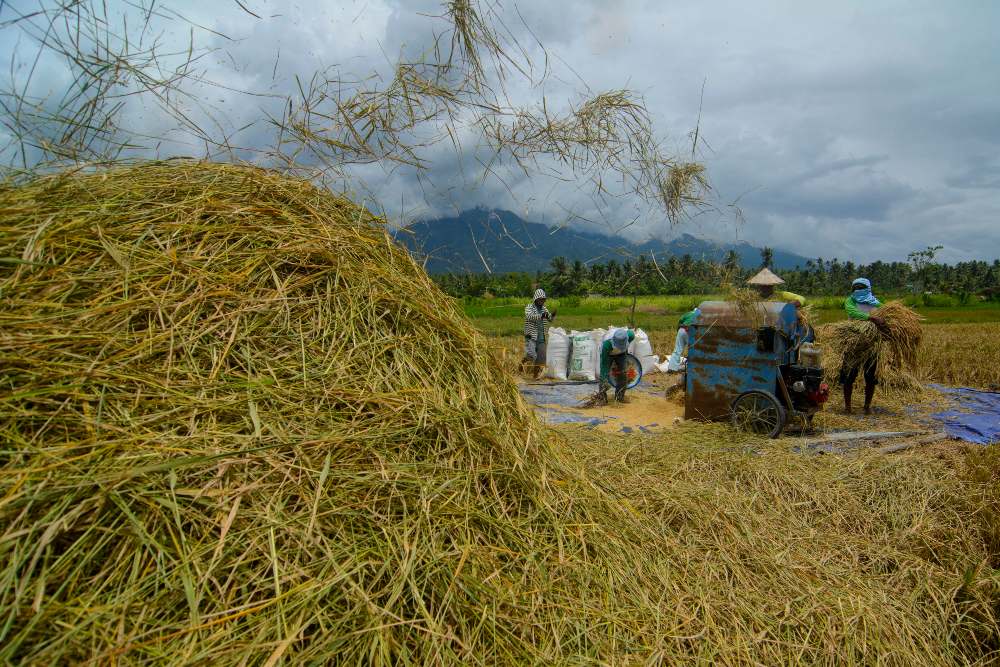 Badan Pangan Nasional Siap Serap Gabah dan Beras Dengan HPP Baru